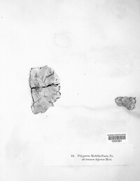 Perenniporia medulla-panis image